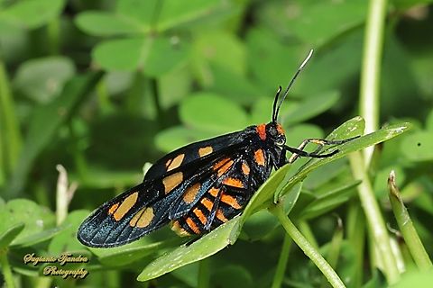 White Antennae Wasp Moth, Amata nigriceps  Amana nigriceps,Amata nigriceps,Australia,Geotagged,Spring
