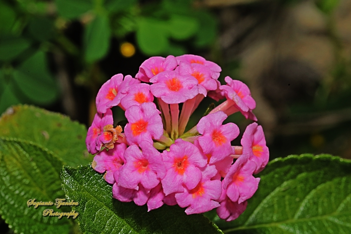 Tembelekan, Lantana camara  Australia,Common Lantana,Geotagged,Lantana camara,Spring