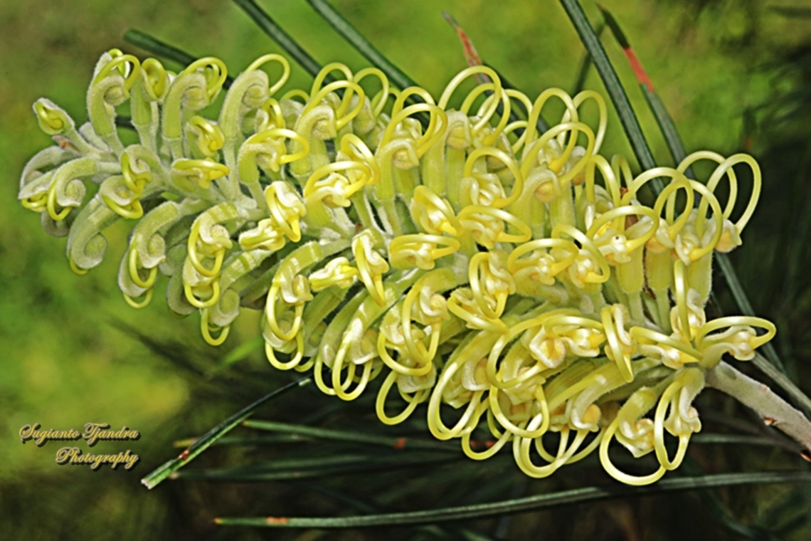 Hairpin Banksia, Banksia spinulosa  Australia,Banksia spinulosa,Geotagged,Hairpin Banksia,Spring