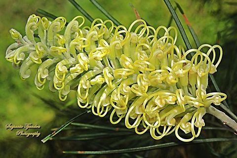 Hairpin Banksia, Banksia spinulosa  Australia,Banksia spinulosa,Geotagged,Hairpin Banksia,Spring