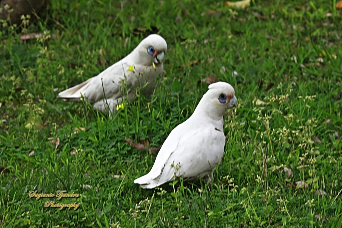 Little Corella, Cacatua sanguinea  Australia,Cacatua sanguinea,Geotagged,Little Corella,Spring