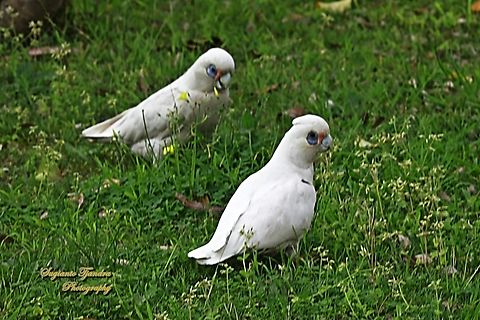 Little Corella, Cacatua sanguinea  Australia,Cacatua sanguinea,Geotagged,Little Corella,Spring