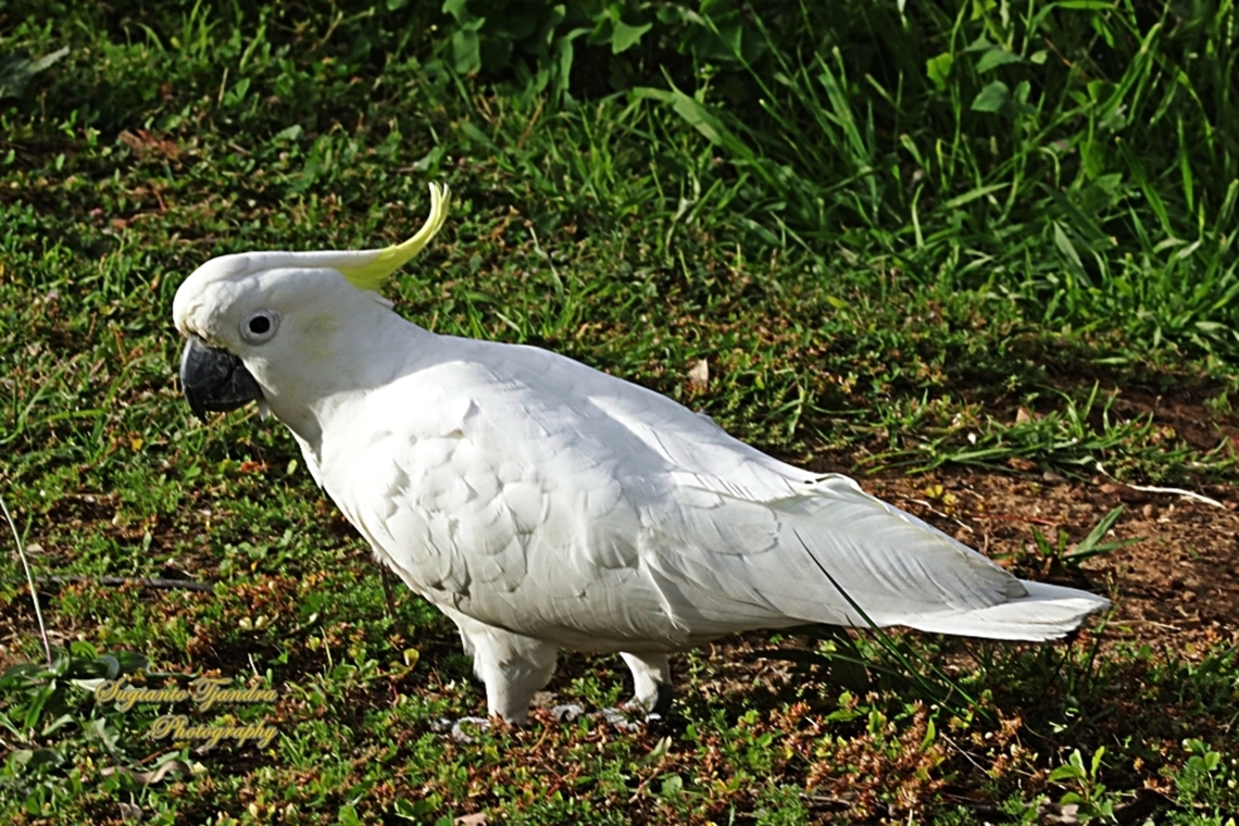 Kakatua Koki, Cacatua galerita  Australia,Cacatua galerita,Geotagged,Spring,Sulphur-crested Cockatoo
