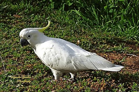 Kakatua Koki, Cacatua galerita  Australia,Cacatua galerita,Geotagged,Spring,Sulphur-crested Cockatoo