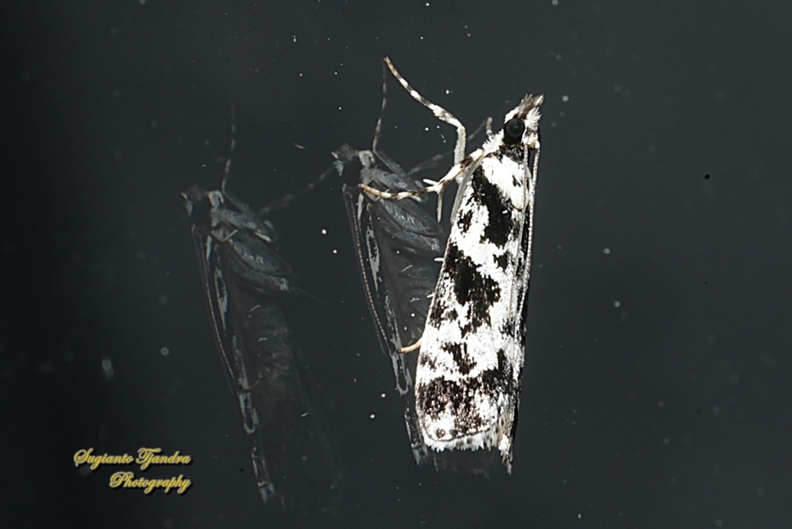 Moss-eating Crambid Snout Moth, Eudonia aphrodes, Subfamily Scopariinae  Australia,Eudonia aphrodes,Geotagged,Spring