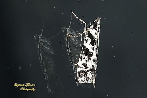 Moss-eating Crambid Snout Moth, Eudonia aphrodes, Subfamily Scopariinae  Australia,Eudonia aphrodes,Geotagged,Spring