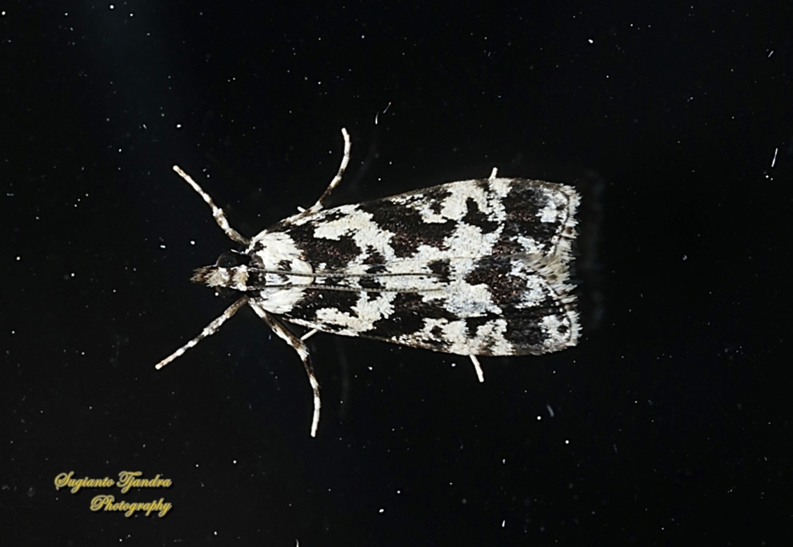 Moss-eating Crambid Snout Moth, Eudonia aphrodes, Subfamily Scopariinae  Australia,Eudonia aphrodes,Geotagged,Spring