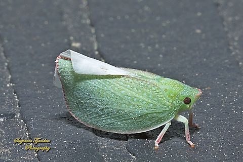 Flatid Planthopper, Subfamily Flatinae  Australia,Geotagged,Spring