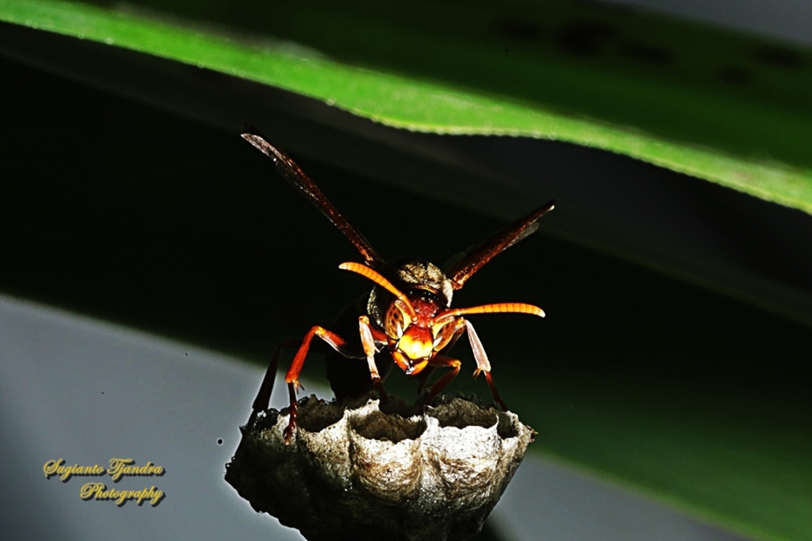 Australian Paper Wasp, Polistes humilis  Australia,Australian Paper Wasp,Geotagged,Polistes humilis,Spring