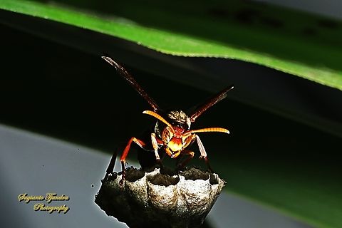 Australian Paper Wasp, Polistes humilis  Australia,Australian Paper Wasp,Geotagged,Polistes humilis,Spring