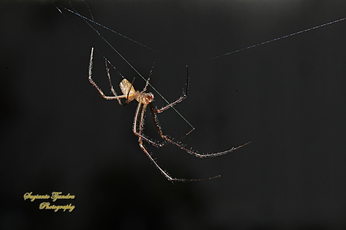 Silver Orb Spider, Leucauge dromedaria  Australia,Geotagged,Humped silver orb spider,Leucauge dromedaria,Spring
