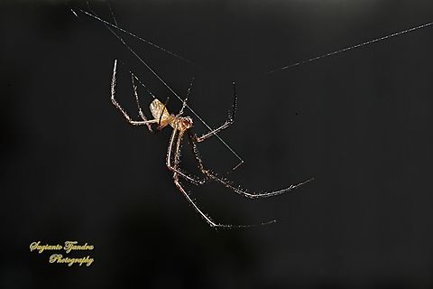 Silver Orb Spider, Leucauge dromedaria  Australia,Geotagged,Humped silver orb spider,Leucauge dromedaria,Spring