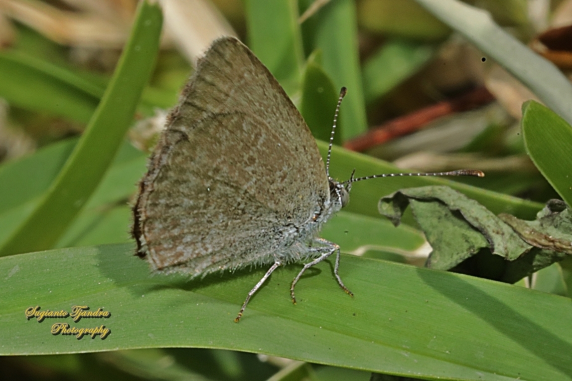 Lesser Grass Blue Butterfly, Zizina otis  Australia,Geotagged,Lesser grass blue,Spring,Zizina otis