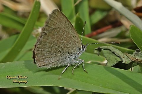 Lesser Grass Blue Butterfly, Zizina otis  Australia,Geotagged,Lesser grass blue,Spring,Zizina otis