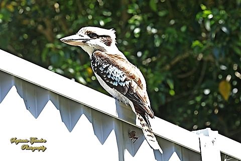 Laughing Kookaburra, Dacelo novaeguineae  Australia,Dacelo novaeguineae,Geotagged,Laughing kookaburra,Spring