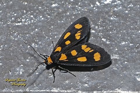 Asura cervicalis moth  Asura cervicalis,Australia,Geotagged,Spring