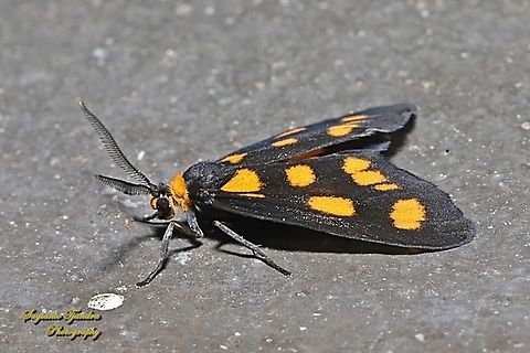 Asura cervicalis moth  Asura cervicalis,Australia,Geotagged,Spring