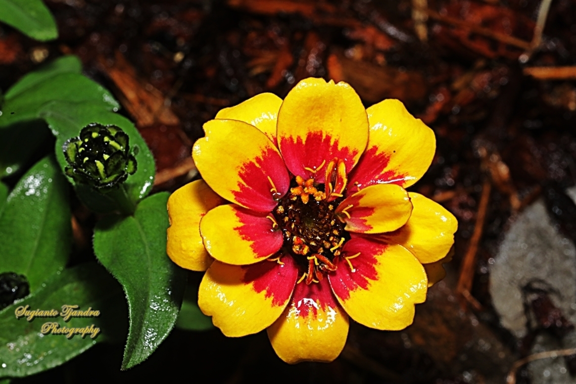 Bicolor Zinnias flower  Australia,Geotagged,Spring