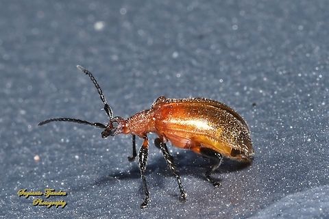 Honeybrown Beetle, Ecnolagria grandis  Australia,Ecnolagria grandis,Geotagged,Honeybrown beetle,Spring