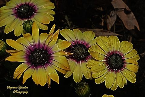 Blue-and-white Daisybush Flowers, Dimorphotheca ecklonis  Australia,Blue-and-white Daisybush,Dimorphotheca ecklonis,Geotagged,Spring