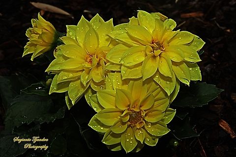 Garden Dahlia flowers, Dahlia pinnata  Australia,Dahlia pinnata,Garden Dahlia,Geotagged,Spring