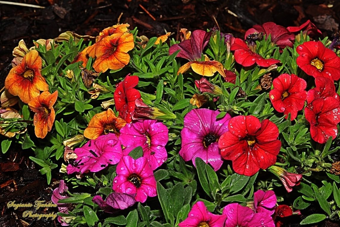 Seaside Petunia flowers, Calibrachoa parviflora  Australia,Calibrachoa parviflora,Geotagged,Spring