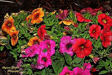 Seaside Petunia flowers, Calibrachoa parviflora  Australia,Calibrachoa parviflora,Geotagged,Spring
