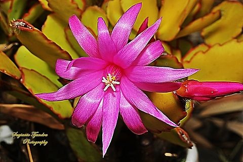Easter Cactus flower, Rhipsalidopsis gaertneri  Australia,Geotagged,Rhipsalidopsis gaertneri,Spring