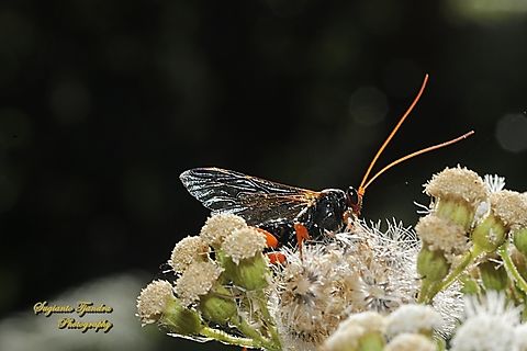 Cream-spotted Ichneumon wasp, Echthromorpha intricatoria  Australia,Echthromorpha intricatoria,Geotagged,Spring,White-spotted Ichneumonid Wasp