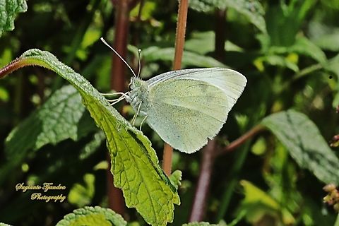 Small White butterfly, Pieris rapae  Australia,Geotagged,Pieris rapae,Small White,Spring