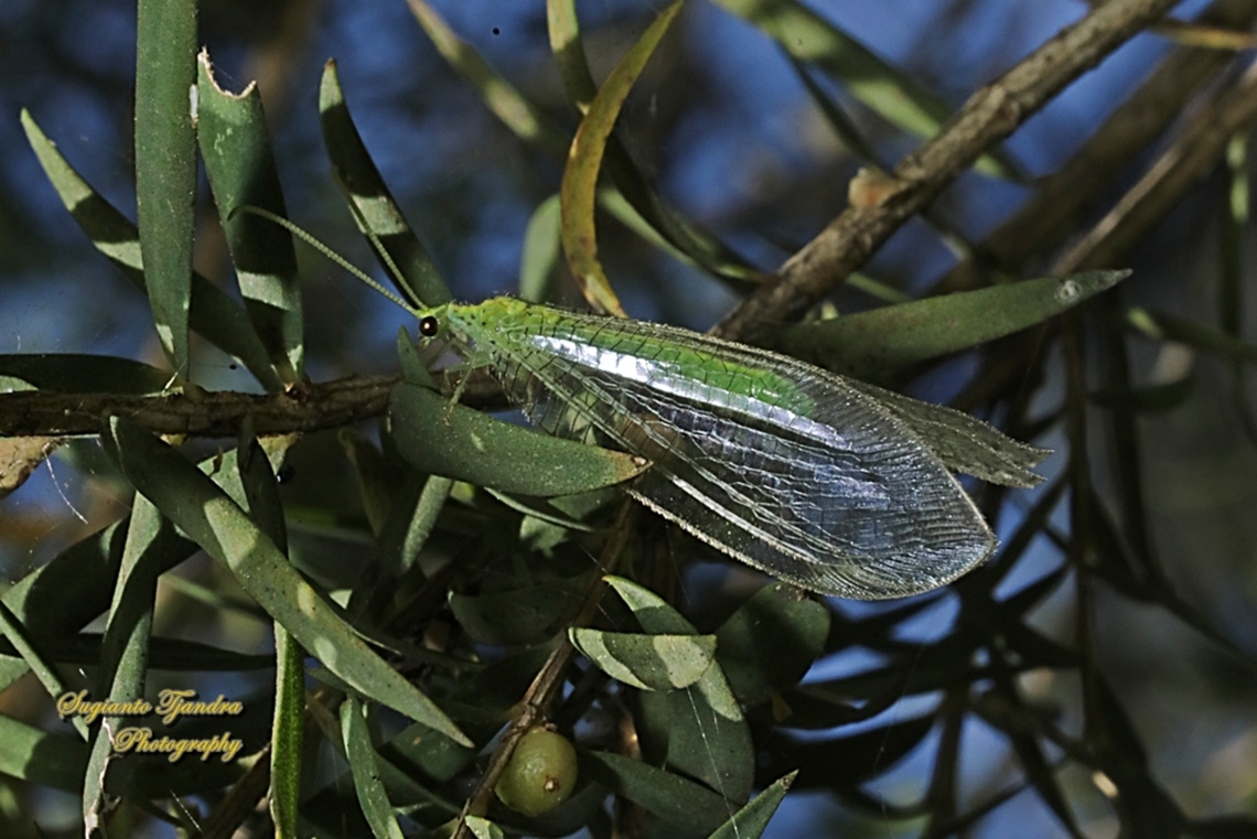 Green Lacewing, Apertochrysa edwardsi  Apertochrysa edwardsi,Australia,Geotagged,Spring