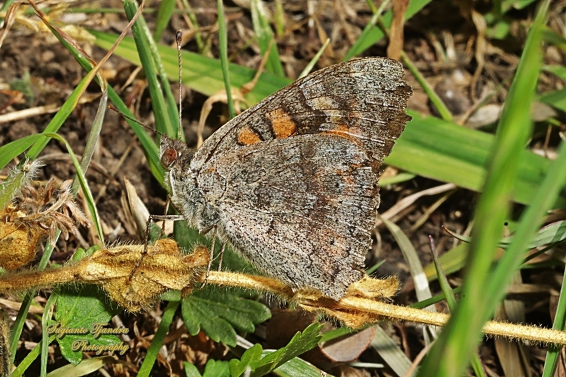 Meadow Argus Butterfly, Junonia villida, lowerside  Australia,Geotagged,Junonia villida,Meadow Argus,Spring