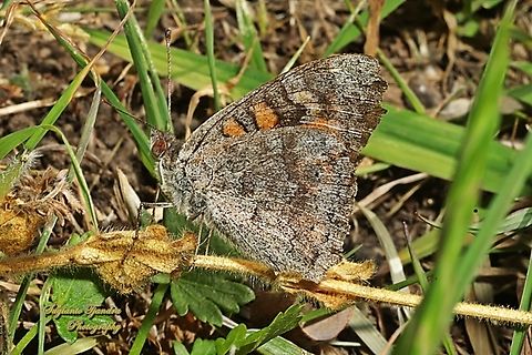 Meadow Argus Butterfly, Junonia villida, lowerside  Australia,Geotagged,Junonia villida,Meadow Argus,Spring