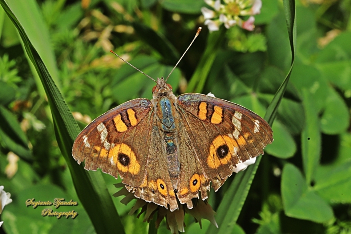Meadow Argus Butterfly, Junonia villida, Upperside  Australia,Geotagged,Junonia villida,Meadow Argus,Spring