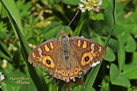Meadow Argus Butterfly, Junonia villida, Upperside  Australia,Geotagged,Junonia villida,Meadow Argus,Spring