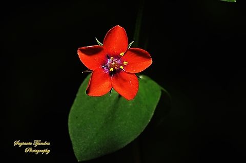 Scarlet Pimpernel flower, Lysimachia arvensis  Anagallis arvensis,Australia,Geotagged,Scarlet pimpernel,Spring