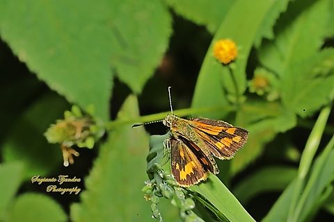 Skipper Butterfly, Yellow-banded Dart, Ocybadistes walkeri  Australia,Geotagged,Ocybadistes walkeri,Spring,Yellow-banded Dart