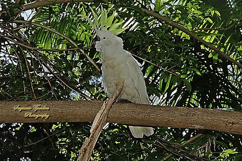 Kakatua Koki, Cacatua galerita  Australia,Cacatua galerita,Geotagged,Spring,Sulphur-crested Cockatoo