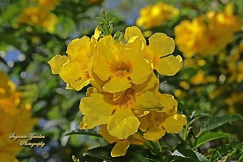 Yellow Trumpet Flower, Tecoma stans  Australia,Geotagged,Spring,Tecoma stans,Yellow Trumpetbush