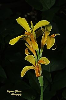 Indian Shot, Canna indica  Australia,Canna indica,Geotagged,Indian-Shot,Spring