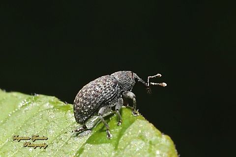 Wattle Seed Weevil, Melanterius Sp.  Australia,Geotagged,Spring