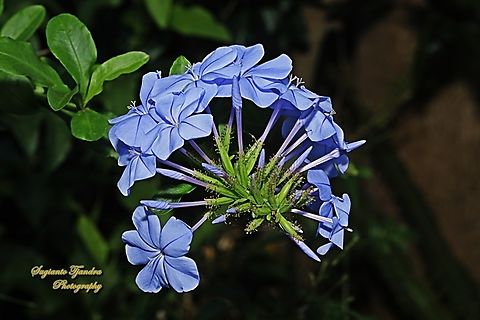 Blue Plumbago flowers, Plumbago auriculata  Australia,Cape leadwort,Geotagged,Plumbago auriculata,Spring