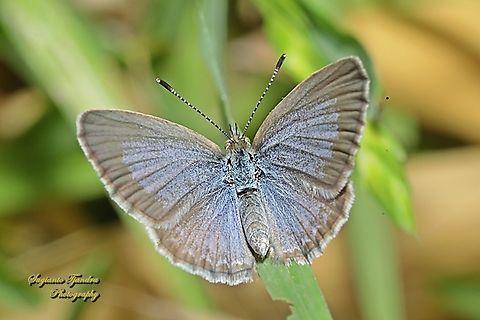 Lesser Grass Blue Butterfly, Zizina otis - upperside  Australia,Geotagged,Lesser Grass Blue,Spring,Zizina otis
