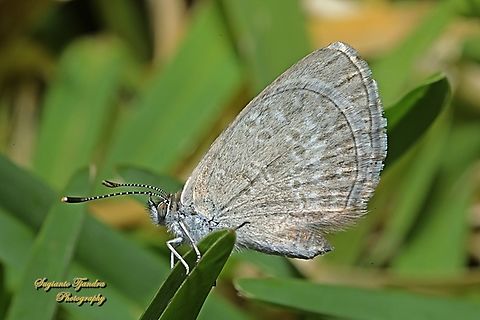 Lesser Grass Blue Butterfly, Zizina otis - lowerside  Australia,Geotagged,Lesser Grass Blue,Spring,Zizina otis