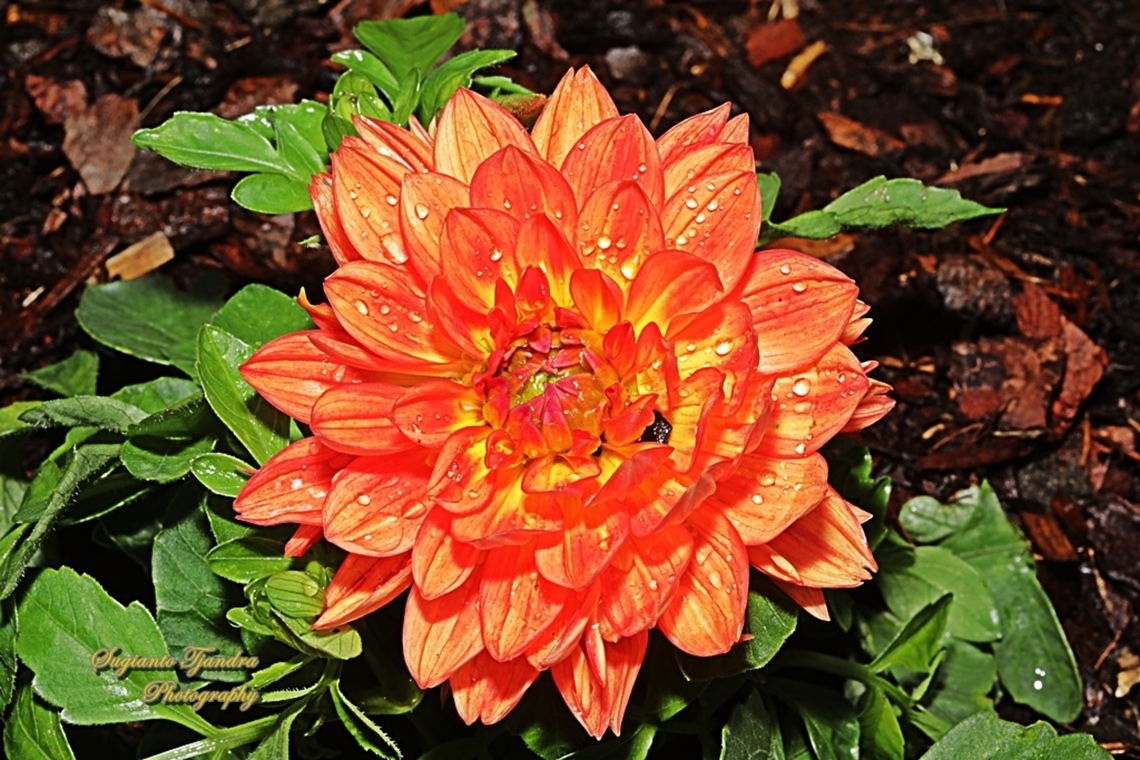 Garden Dahlia flower (Dahlia pinnata)  Australia,Dahlia pinnata,Garden Dahlia,Geotagged,Spring