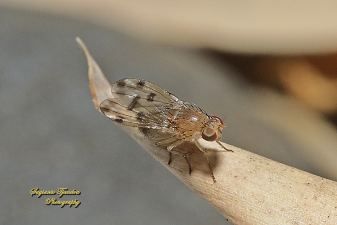 Lauxaniid Fly,  Family Lauxaniidae  Australia,Geotagged,Spring