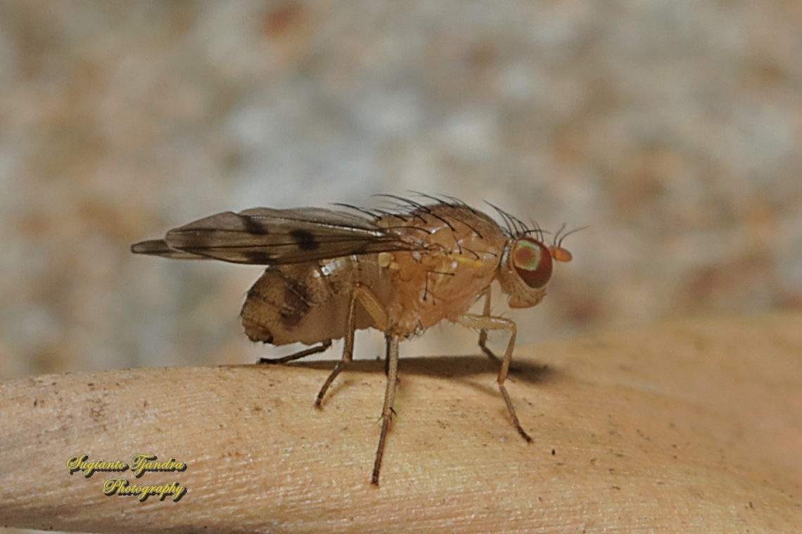 Lauxaniid Fly, Family Lauxaniidae  Australia,Geotagged,Spring