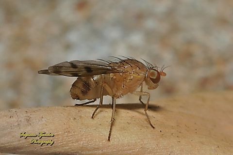 Lauxaniid Fly, Family Lauxaniidae  Australia,Geotagged,Spring