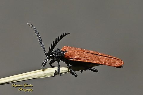 Long-nosed Lycid Beetle, Porrostoma rhipidium  Australia,Geotagged,Long-nosed Lycid Beetle,Porrostoma rhipidium,Spring