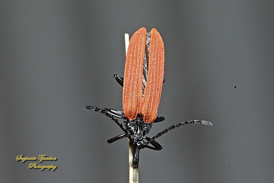 Long-nosed Lycid Beetle, Porrostoma rhipidium  Australia,Geotagged,Long-nosed Lycid Beetle,Porrostoma rhipidium,Spring